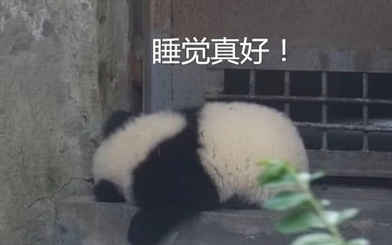 熊猫团子：开门小心点，别撞到本熊，撞傻了咋办！奶妈：迟了…… - 1