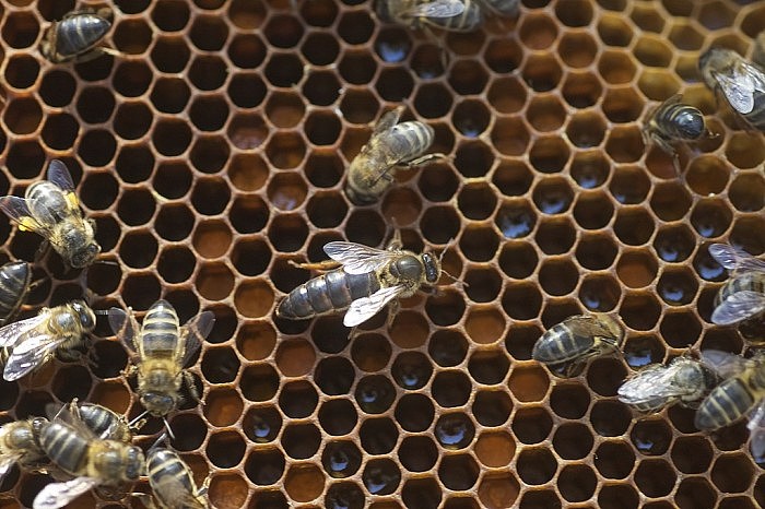 一些蜂群不得不杀死成千上万“自私”的蜂王 - 1