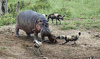 罕见一幕! 鬣狗居然敢攻击河马, 非洲二哥绝非浪得虚名, 不得不服 - 1
