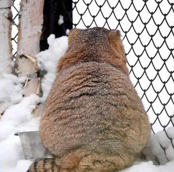 游客雪天遇见兔狲，活像一枚糖霜面包，胖乎乎坐在一旁怀疑喵生！ - 7