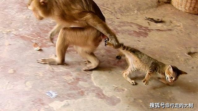 猫咪滞留动物园猴山，被猴子折磨撕咬，猴子为什么会那么讨厌猫？ - 3