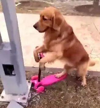 狗狗去公园玩滑板车，滑着没多久，瞬间把电线杆给撞了 - 5