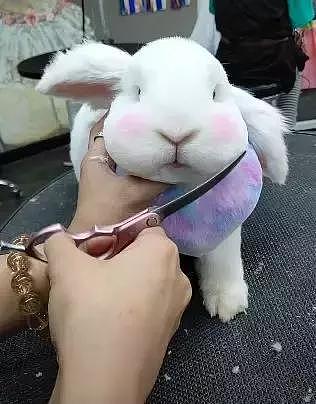 带兔子去宠物店剪毛，剪完都认不出来了，好萌啊 - 2