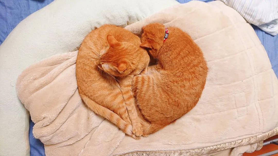这对橘猫双胞胎必须要抱在一起才能睡着，也许这就叫做如胶似漆吧 - 8