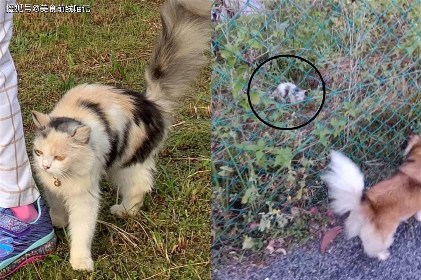 海外饲主的喵咪走失，却被陌生人的狗狗找到了 - 4