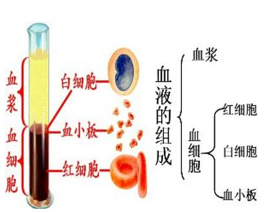 小伙被骗到柬埔寨当“血奴” 多次大量抽血对身体有何危害？ - 4