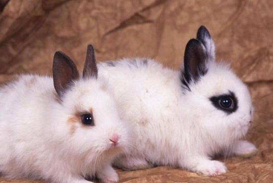 饲养一只可爱的长毛兔该怎么做？做好这五件事，兔子就能漂漂亮亮 - 3