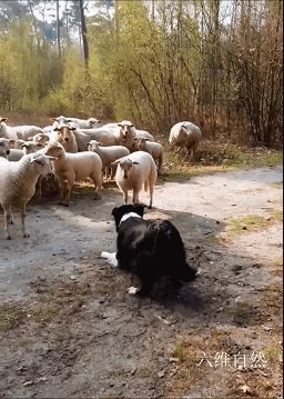 荷兰一只牧羊犬遭遇职业危机，被一只绵羊公开挑衅，还被羊群围观 - 7