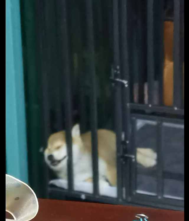 狗狗玩累了，靠在铁笼子旁就睡着了，怎么看起来傻乎乎的呢！ - 3