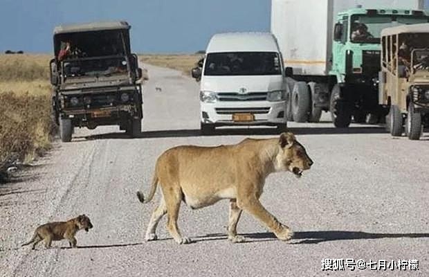 小狮子脾气大，马路上跟汽车对吼，狮子妈妈看不下去，一口叼走！ - 1