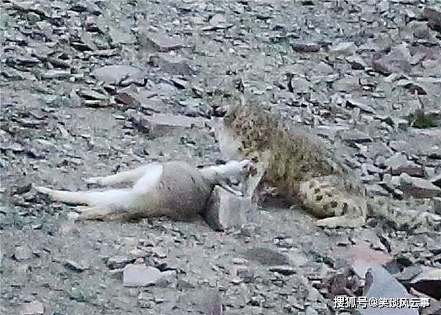 祁连山东段出现雪豹，母豹抓岩羊训练幼崽捕食，哪知小豹把它放走 - 9