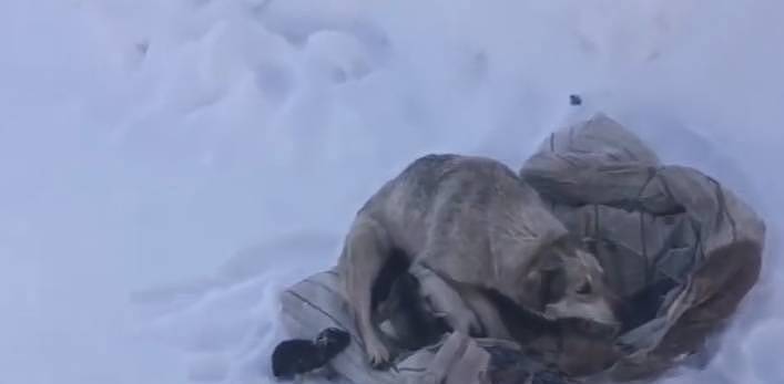 冰天雪地里发现1只狗狗，它被冻得瑟瑟发抖，还用身体围住幼崽 - 2