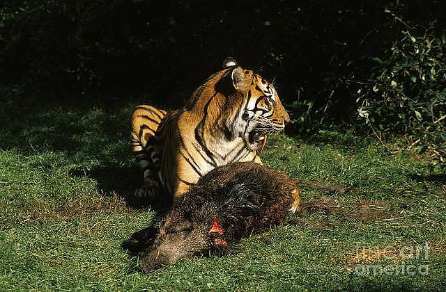 苏门答腊虎vs亚洲狮，事实证明，狮子无愧于“万兽之王”的称号 - 8