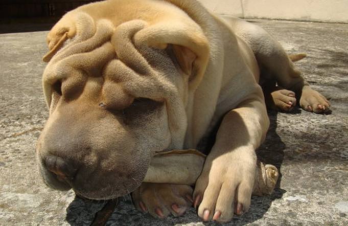 世界上最粘人的狗狗，圣伯纳犬上榜，网友：不能离开一分一秒！ - 3