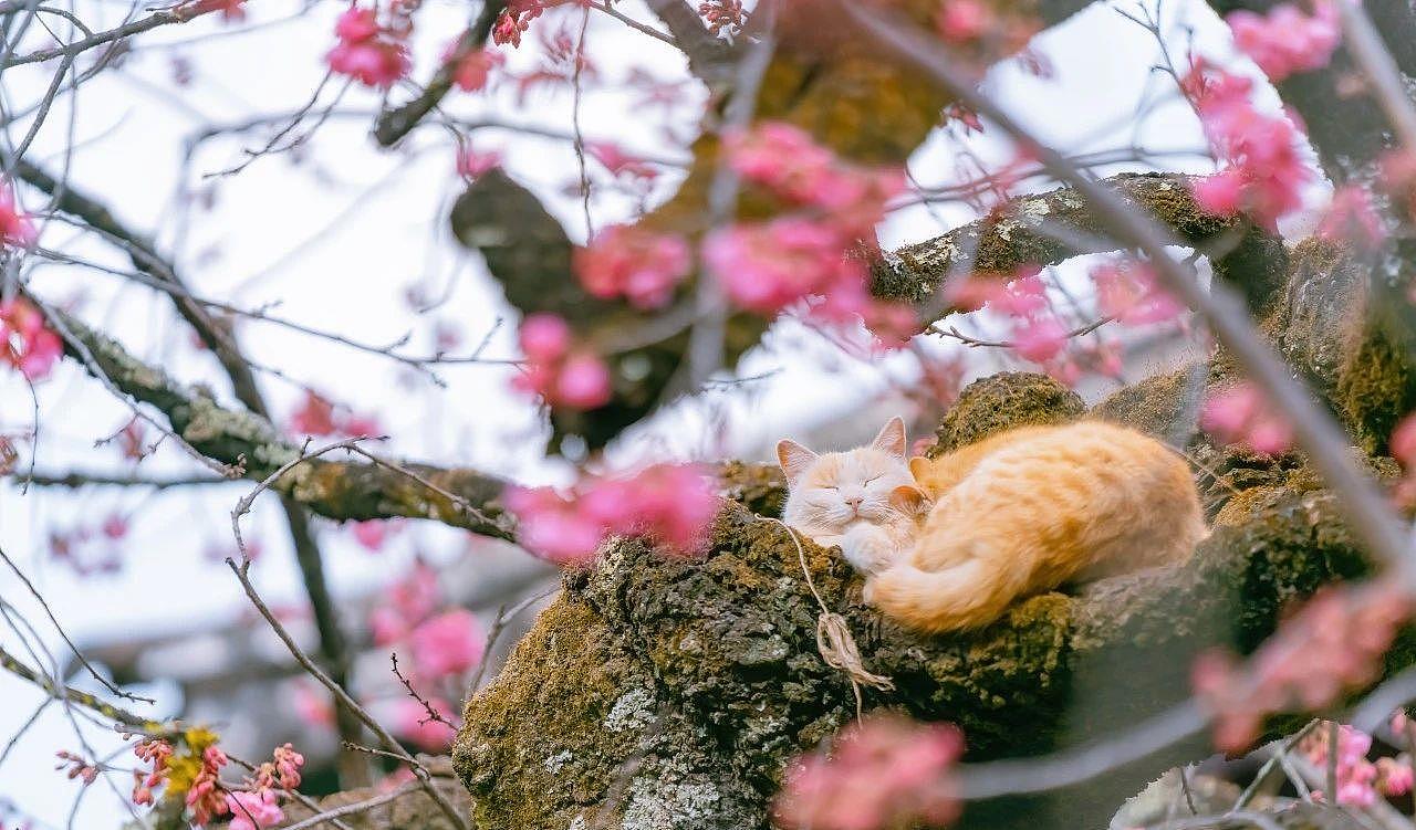 320年的古樱花树上，长了母子两橘猫，又美又仙 - 1