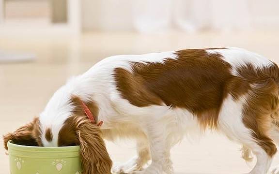 狗狗打嗝是正常现象吗？说不定是个警示，告诉你狗狗有胃气胀 - 3