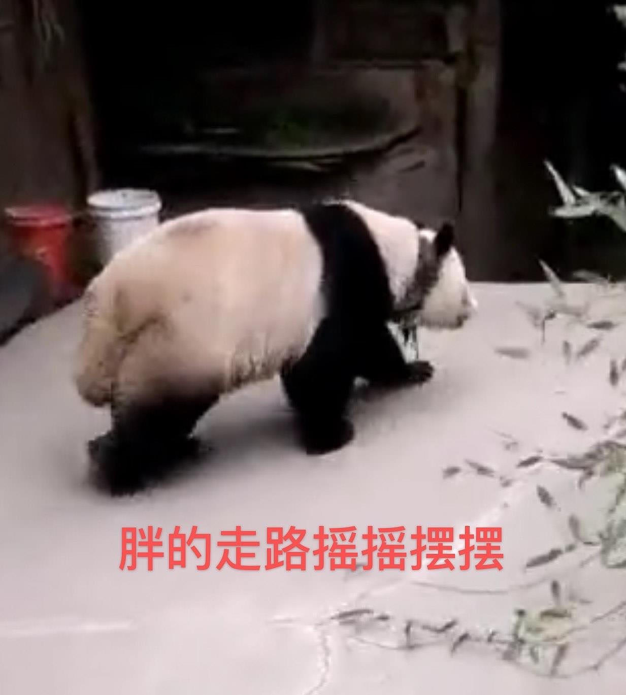 四川阿坝村民太幸福，熊猫成“宠物”，吹个口哨就连滚带爬跟回家 - 7