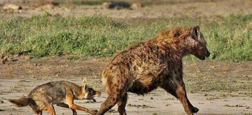 为了一口吃的，鬣狗被5只胡狼围攻，鬣狗被掏得毫无反抗之力！ - 1