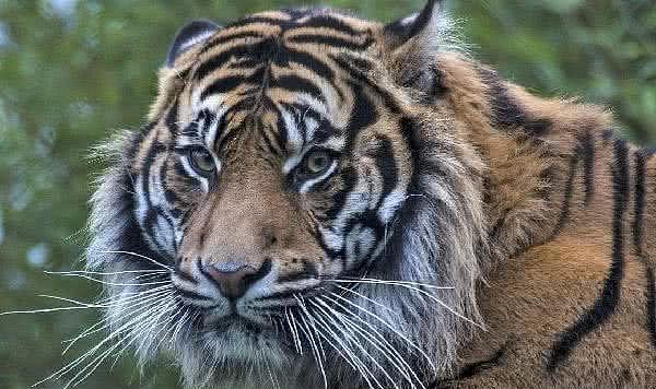 老虎称霸着丛林，而老虎和黑熊的一场厮杀，谁会是盘中餐呢？ - 2