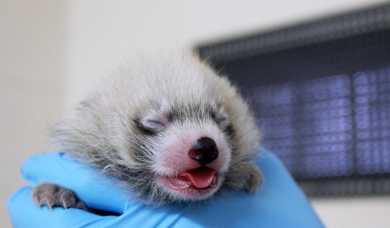 美国纽约濒危的红熊猫幼崽 本周五宣布幼崽的名字 - 3