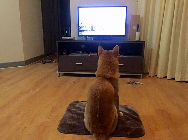 狗狗正看着电视，调皮主人故意关掉电视机，接下来忍住别笑！ - 3