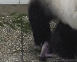 熊猫脚旁边挨着个东西，饲养员看清后愣在原地：我的亲娘哎 - 3