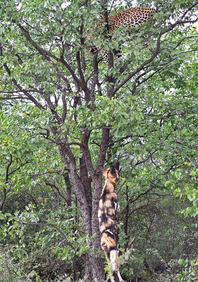 被野犬逼上树顶的花豹 - 4