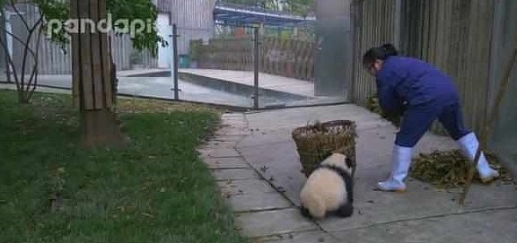熊猫看到奶妈搞卫生，疯狂聚集过来，网友：场面一度非常混乱！ - 1