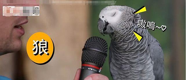 口技最强鹦鹉，让它学什么音效都难不倒它，这鹦鹉是不是成精了 - 7