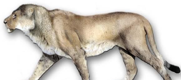 鬣狗的祖先是巨鬣狗，老虎祖先是剑齿虎，狮子的祖先更厉害 - 4