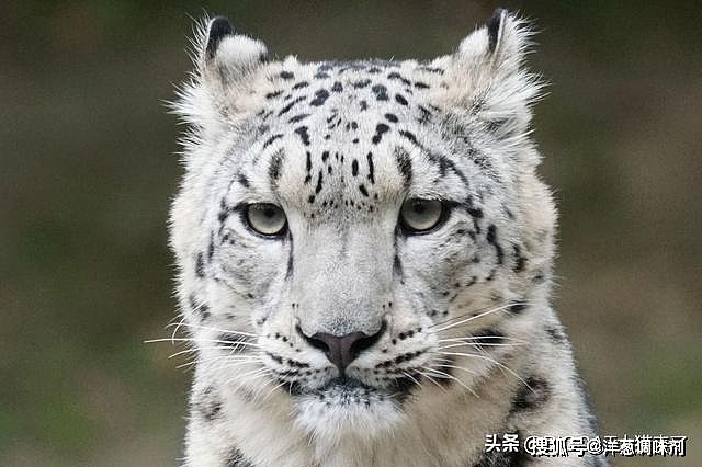 我国保护得最好的大型猫科动物：不是老虎也不是豹，而是漂亮的它 - 1
