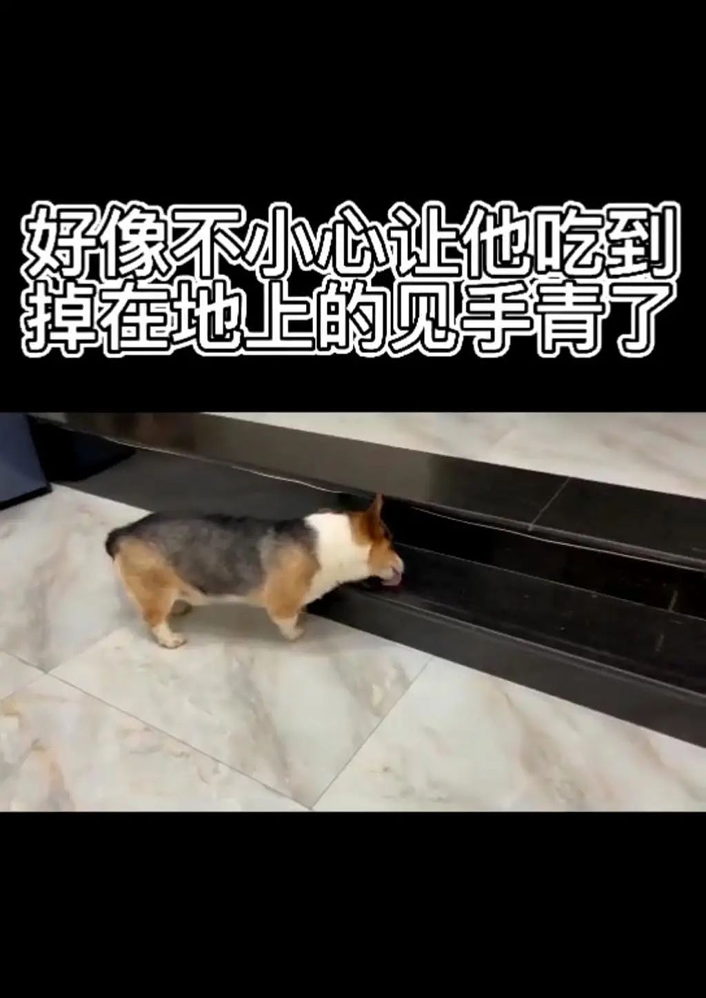 云南狗狗吃了生蘑菇中毒舔地板啃空气，网友：它的心愿是有吃不完的骨头 - 3