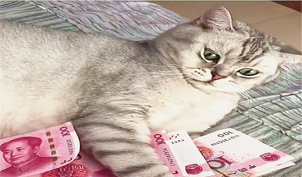 英短猫看到这么多人民币，立马化身“守财奴”，主人也拿不走分毫 - 3