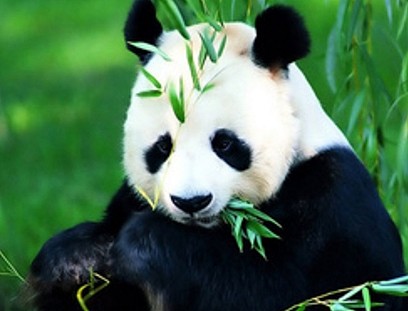小熊猫求饲养员抱抱，结果被拒绝了……气鼓鼓地站在一边，太萌了 - 2