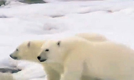 北极熊迁移新居遇到阿拉斯加，抱着玩耍不放，熊：感动不？ - 1