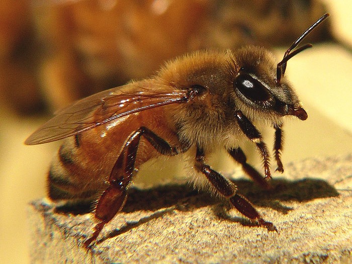 1280px-Honeybee-27527-1.jpg