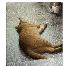 为避暑跑到教室吹空调的橘猫，心无旁骛睡大觉，成了学生们的班宠 - 5
