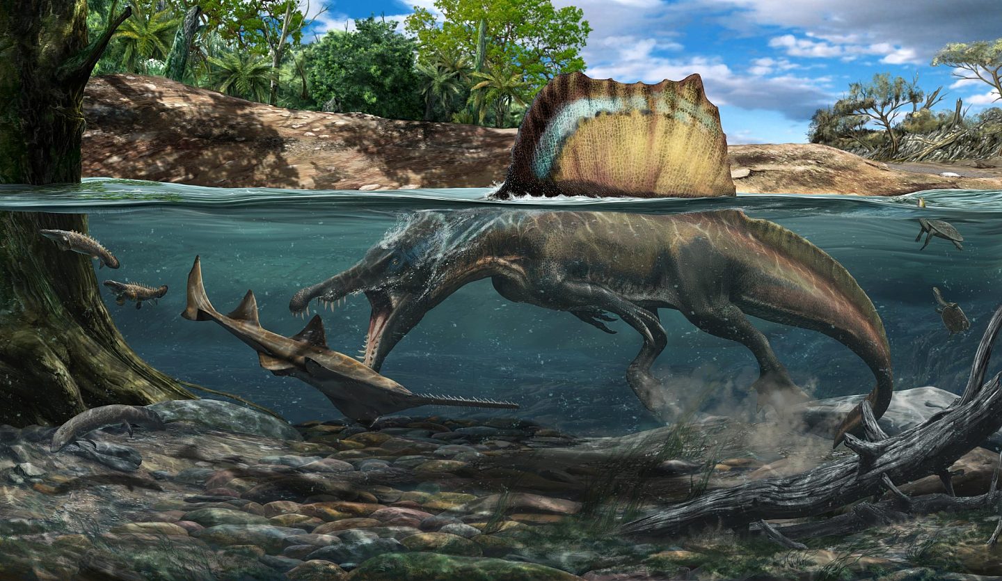 研究发现密集的骨骼使得棘龙可以在水下狩猎 - 1
