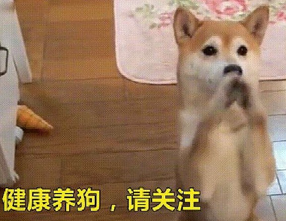 饲养泰迪犬的5大禁忌，对狗狗伤害很大，别再犯了！ - 7