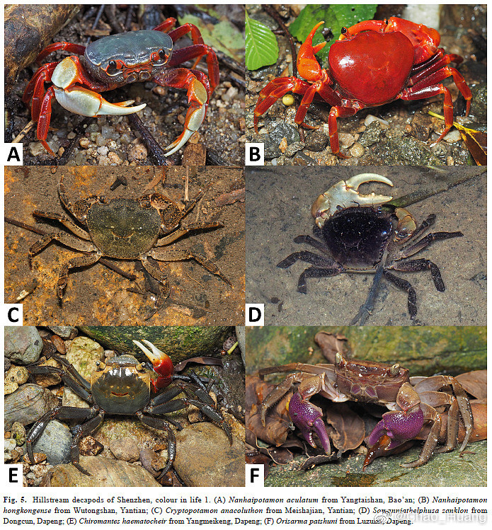 中国研究员发现溪蟹新物种 命名为“深圳巨腹蟹” - 1