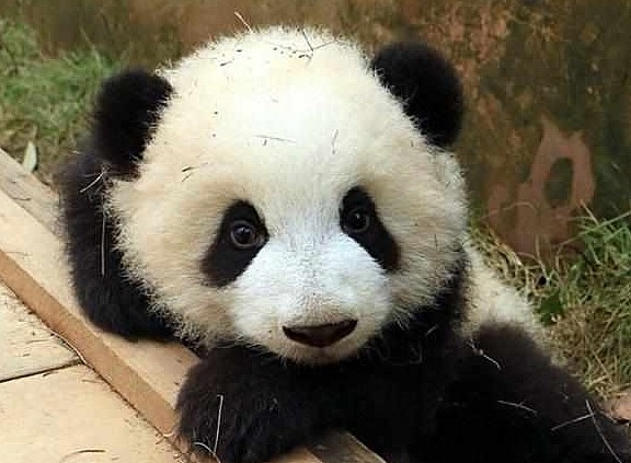 刚洗完澡熊猫就开始闹腾，饲养员灵机一动掏出手机，熊猫：拍美些 - 1