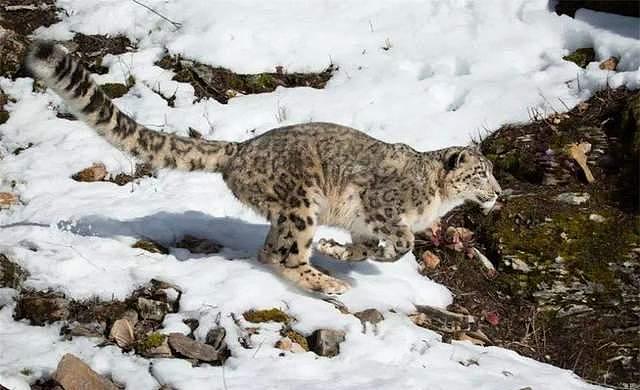 新疆天山1只雪豹，追捕盘羊时脚受伤，竟然跑到牧民家里来求助 - 1