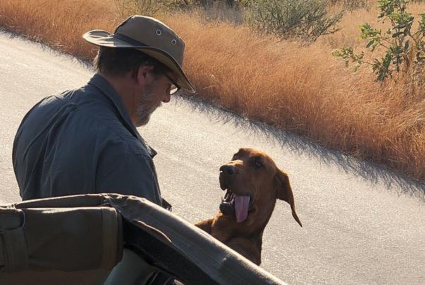 一条狗在狮子环伺的非洲大草原失踪24小时，活下来完全就是奇迹 - 2