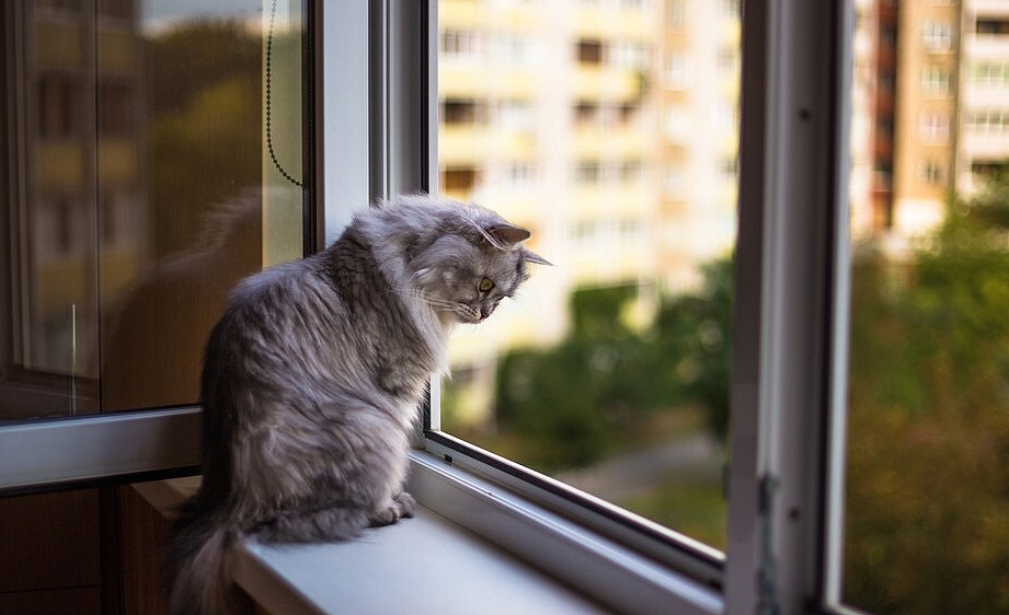 小猫抓破纱窗，掉出窗外，凌空表演杂技，看得人心惊胆战 - 1