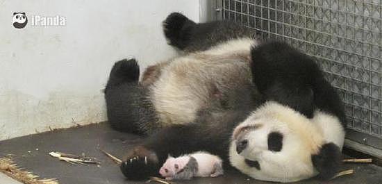 看看这只熊猫宝宝的出生满月情况，就知道比利时人有多喜欢熊猫！ - 6