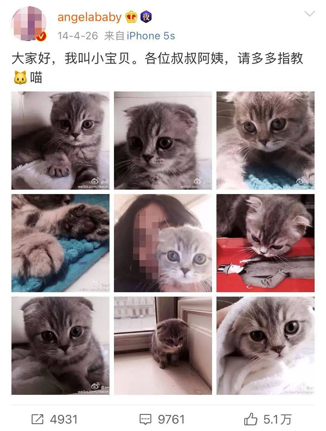 黄晓明baby离婚？他们养的折耳猫咋办？ - 3