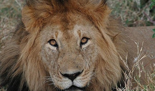 什么动物能够杀死狮子，野生非洲狮的综合战斗力到底有多恐怖？ - 1