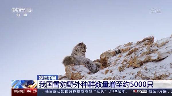 全球最美猫科动物！来看“雪山精灵 ”雪豹的自述→ - 13