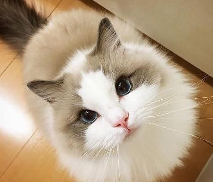 日本一布偶猫因太漂亮而成为“网红猫”, 然而人家其实是一个男孩纸! - 1