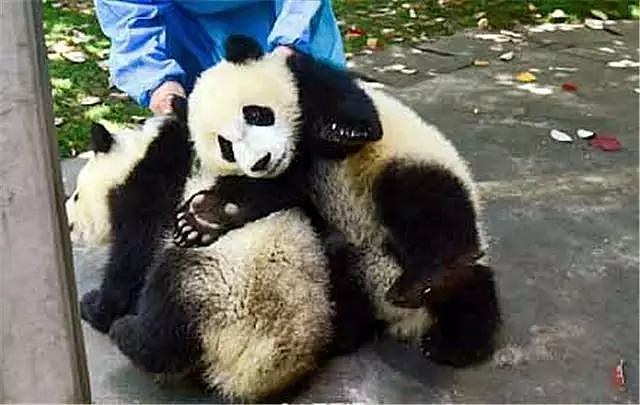 这些熊猫为了出去玩，各种抱大腿撒娇耍赖皮，简直萌翻… - 3